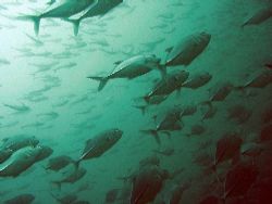 Shoal of trevallies hunting close to Phi Phi island by Gordana Zdjelar 